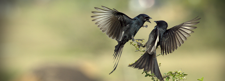 DDOS在线压力测试
